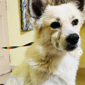 Found: White Male Pomeranian Dog from Jakkur-3