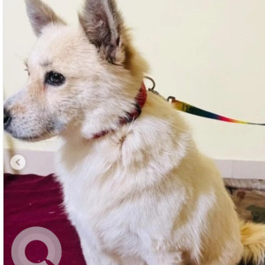 Found: White Male Pomeranian Dog from Jakkur-2