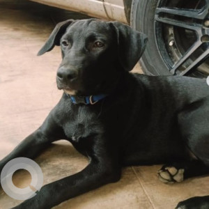 Missing: Black Male Indie Dog from Arekere sundar ram Shetty layout-2