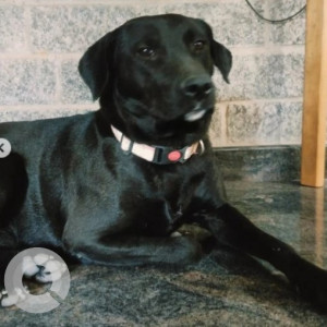 Missing: Black Male Indie Dog from Arekere sundar ram Shetty layout-3