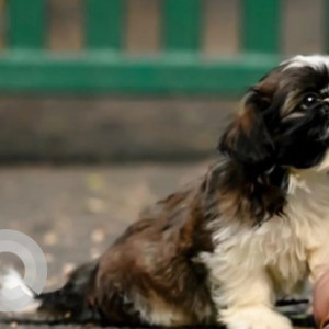 Missing: White-Brown Mix Male Shih Tzu Dog from Ramanagara, Annapurneshwari mart-3