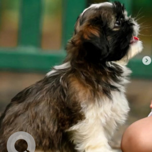 Missing: White-Brown Mix Male Shih Tzu Dog from Ramanagara, Annapurneshwari mart-2