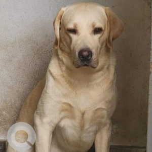 Missing: Golden Male Labrador Dog from Raja gardenia, Turahalli, Subramanyapura-2
