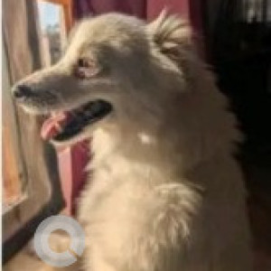 Found: White Female Pomeranian Dog from Whitefield area-2