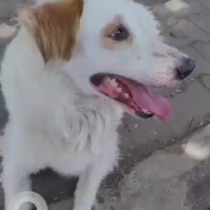 Found: White-Brown Mix Male Indie Dog from Cafe Peter, Bavdhan, Chandani Chowk