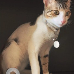 Missing: White and Grey Female Indie Cat from Cline Road, Balaji Layout, Cooke Town-2