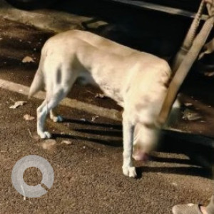 Found: White Male Labrador Dog from Telecom Layout KP Agrahara Vijaynagar-2