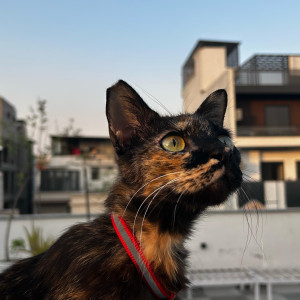 Found: Black and Brown Female Not available Cat from -2