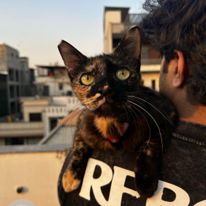 Found: Black and Brown Female Not available Cat from -3