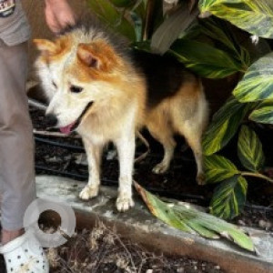Found: White-Brown Mix Male Husky Dog from Classic Orchard layout, Bannerghatta road-2
