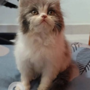 Missing: White-Brown Mix Male Persian mix Cat from 8th Cross Road, Jai Jawan Nagar, Banaswadi-2