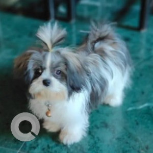 Missing: Black and White Female Shih Tzu Dog from D Souza layout-3