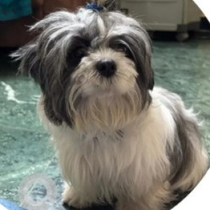 Missing: Black and White Female Shih Tzu Dog from D Souza layout-2
