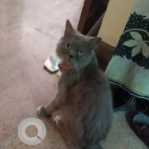 Missing: White and Grey Female Persian Cat Cat from Ramaiah layout, Kammanahalli-2