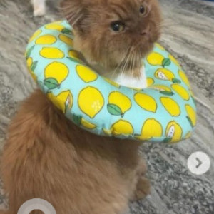 Missing: White-Brown Mix Male Persian Cat from 3rd cross Nanjappa Circle, Shantinagar-2