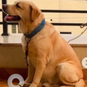Missing: White Male Labrador Dog from Reva circle, Sathnur village , BSF Kattigenahalli-2