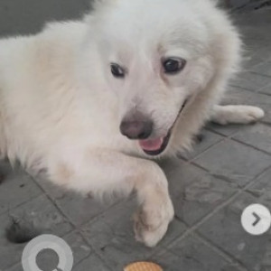 Found: White Female Pomeranian Dog from Chelikere, Kalyan Nagar-2