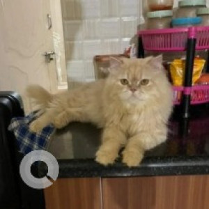 Missing: White-Brown Mix Male Persian Cat from Byrathi, Rammana Layout-2