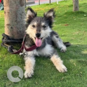 Found: White and Grey Male Husky Dog from Pride crosswinds, Bukkasagara, Bannerghatta road