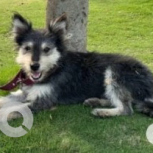 Found: White and Grey Male Husky Dog from Pride crosswinds, Bukkasagara, Bannerghatta road-2