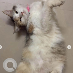 Missing: White and Grey Female Indie Cat from A narayanpura  near MBNR heights apartment-2