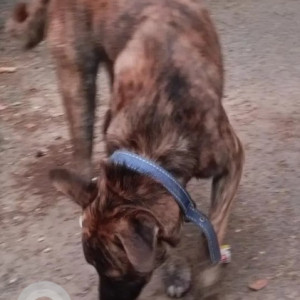Found: Black and Brown Male Indie Dog from Koramangala 4th block-2