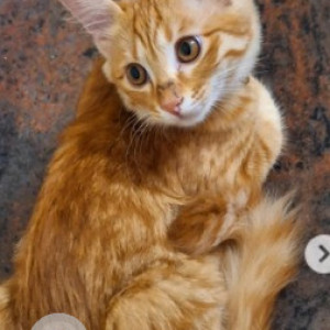 Missing: White-Brown Mix Female Ginger cat Cat from Taverekere 2nd cross road Narayanappa Garden-2