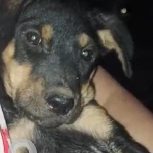 Found: Black and Brown Female Indie Dog from Dwarka sector 12 park