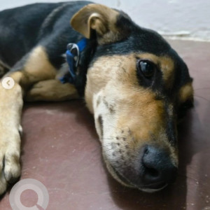 Found: Black and Brown Female Indie Dog from Ulsoor Lake-2