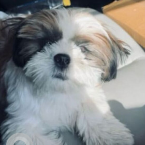 Missing: Black and White Male Shih Tzu Dog from Guru Harikishan Nagar