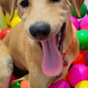 Missing: Brown Male Indie Dog from at 3rd cross road, Rajiv Gandhi Nagar, HSR Layout-2