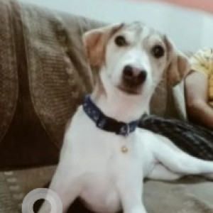 Missing: White-Brown Mix Female Indie Dog from Golden temple, Kushalnagar, Coorg-3