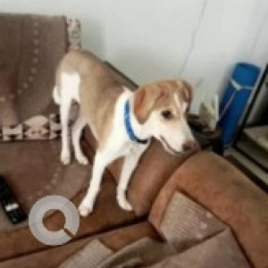Missing: White-Brown Mix Female Indie Dog from Golden temple, Kushalnagar, Coorg-2