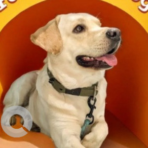Found: White Male Labrador Dog from Golf View Homes