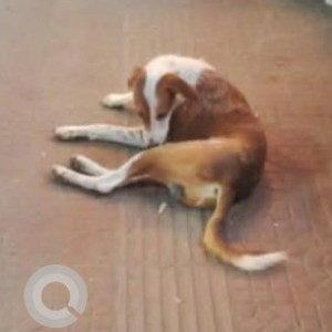 Found: White-Brown Mix Male Indie Dog from BEML bus stop, Brookfield-2
