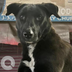 Missing: Black and White Male Indie Dog from Alaknanda DDA FLats