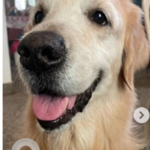 Missing: White-Brown Mix Male Golden Retriever Dog from White Pearl  convention hall, BEML 3rd stage Rajarajeshwari Nagar-2