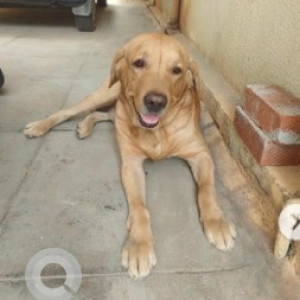 Found: Brown Male Labrador Dog from JP Nagar Club 2nd Phase-2