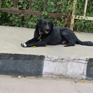 Found: Black Male Indie Dog from NH-24 highway (near Akshardham)