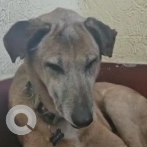 Missing: White-Brown Mix Male Indie Dog from Kumara park east-3