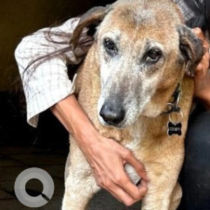 Missing: White-Brown Mix Male Indie Dog from Kumara park east-2