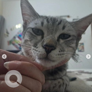 Missing: White and Grey Male Tabby Cat from 2nd main Kacharakanalli, Kamanahalli-2