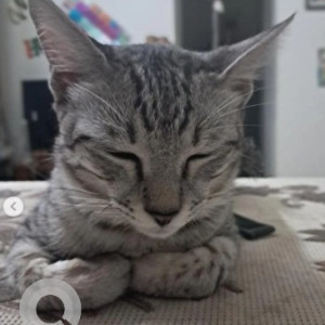 Missing: White and Grey Male Tabby Cat from 2nd main Kacharakanalli, Kamanahalli-3