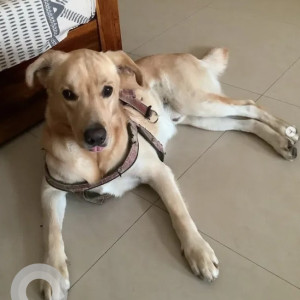 Missing: White-Brown Mix Male Labrador Dog from Brookefield