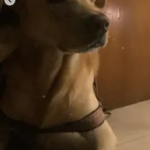 Missing: White-Brown Mix Male Labrador Dog from Brookefield-3