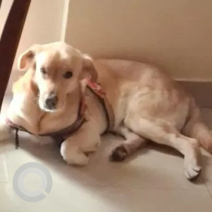 Missing: White-Brown Mix Male Labrador Dog from Brookefield-2