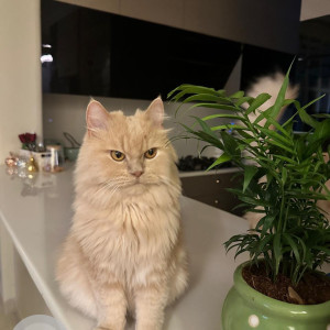 Missing: Golden Male Persian Cat from E-171, masjid moth, Greater Kailash 3, New Delhi 110048