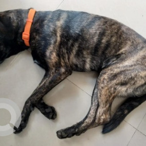 Found: Black and Brown Female Indie Dog from Dream Paradise layout-2