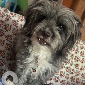 Missing: Grey-White Mix Male Lhasa Apso Dog from Suraksha colony, Chandanagar-2