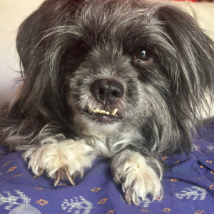 Missing: Grey-White Mix Male Lhasa Apso Dog from Suraksha colony, Chandanagar